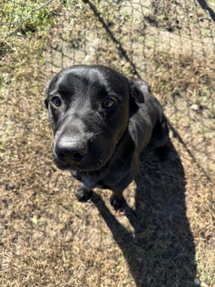 Bates(HW+), a Adoptable mixed breed in Conway, SC image 3/3