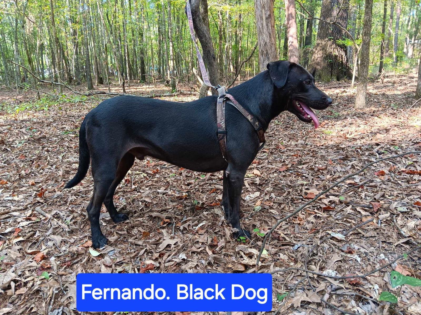 Fernando, Adoptable, Adult Male Labrador Retriever.