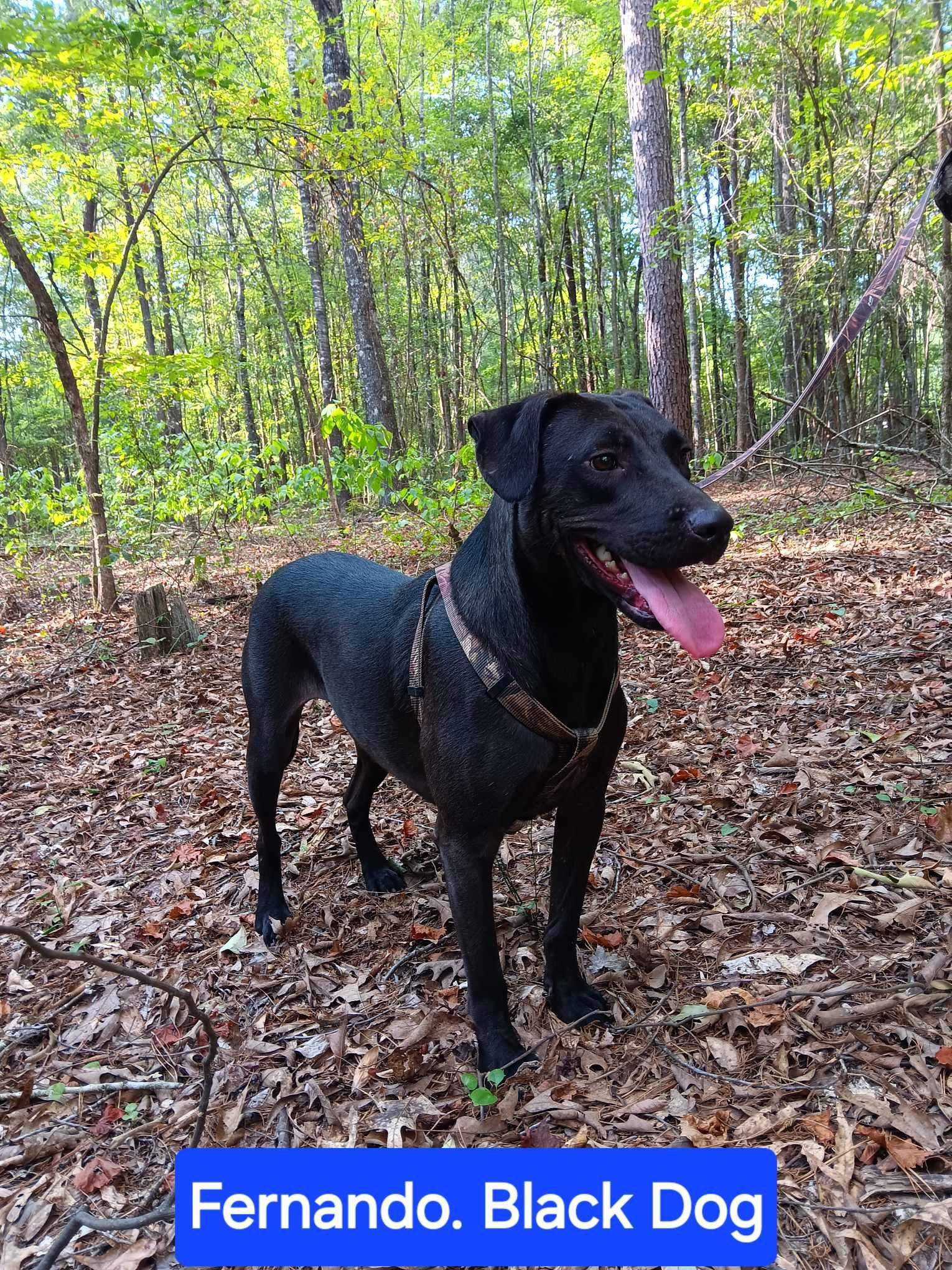 Enlarge Fernando, a Adoptable Labrador Retriever in Farmerville, LA image 2/3