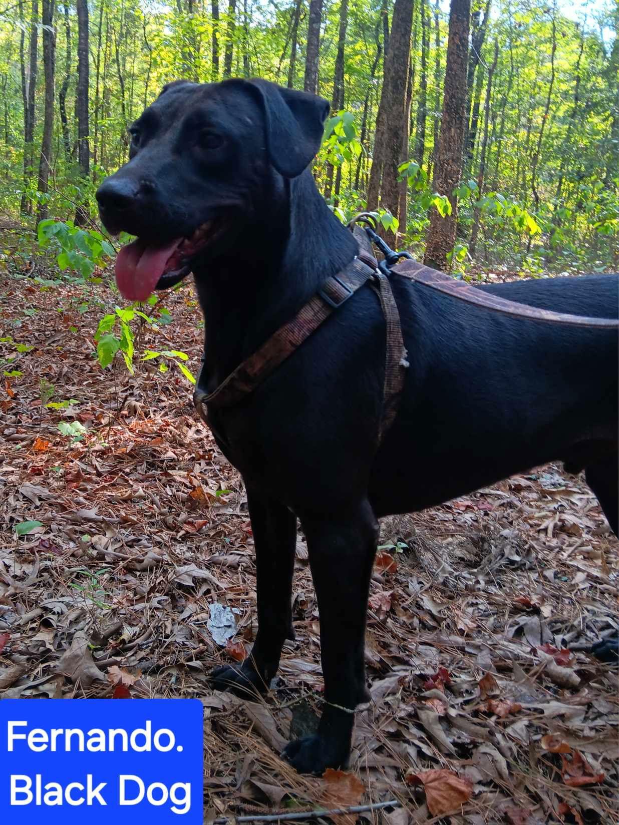 Enlarge Fernando, a Adoptable Labrador Retriever in Farmerville, LA image 3/3