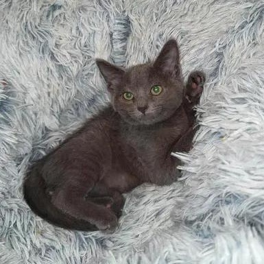Mini, Adoptable, Kitten Female Domestic Short Hair & Russian Blue.