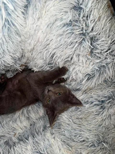 Enlarge Mini, a Adoptable mixed breed in Davison, MI image 3/5