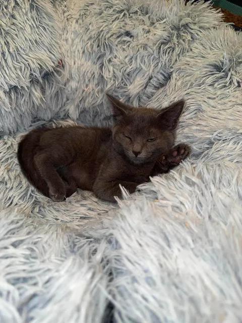 Enlarge Mini, a Adoptable mixed breed in Davison, MI image 5/5