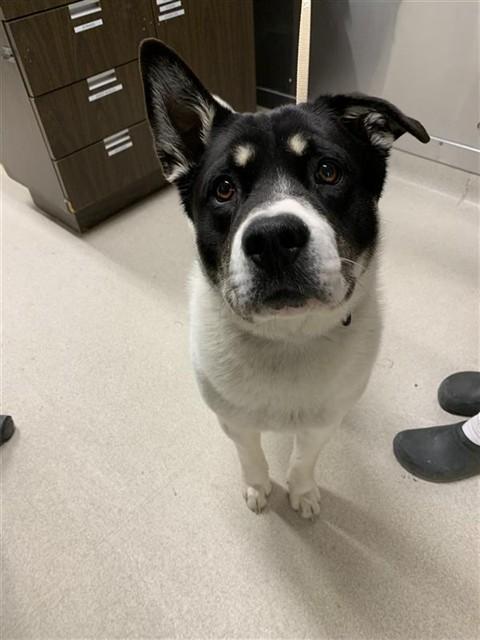 CHUNK, Adoptable, Young Male Anatolian Shepherd & Pit Bull Terrier.