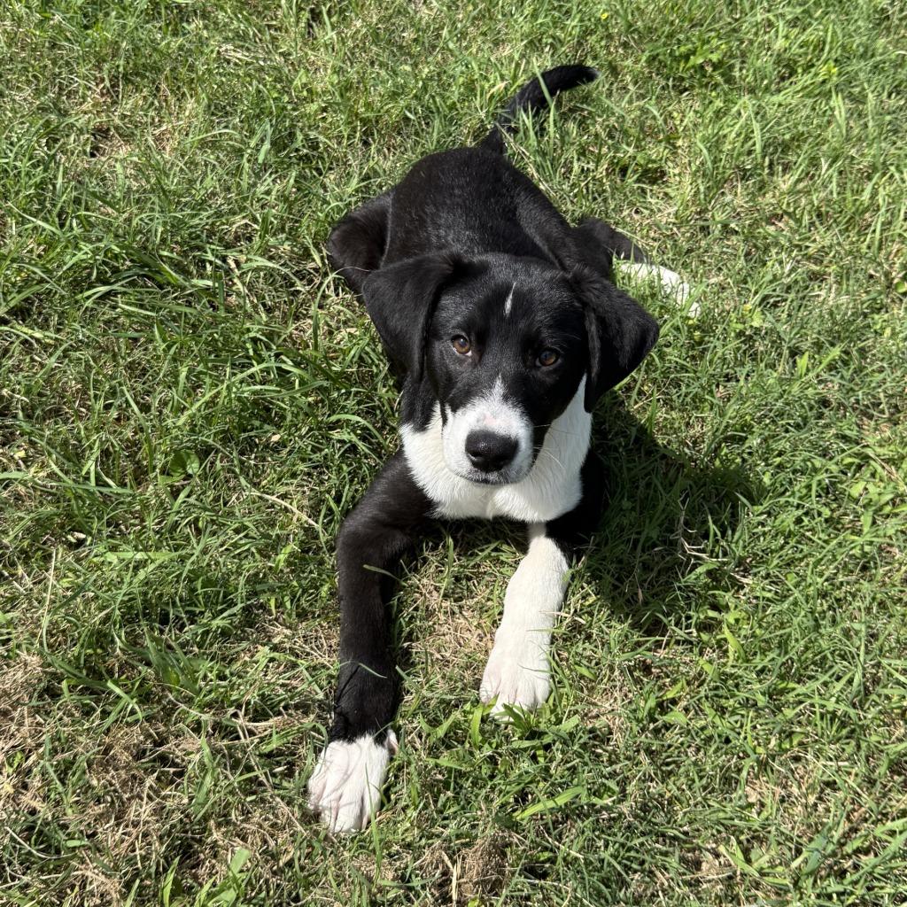 Mister, a Adoptable mixed breed in Brenham, TX image 2/6