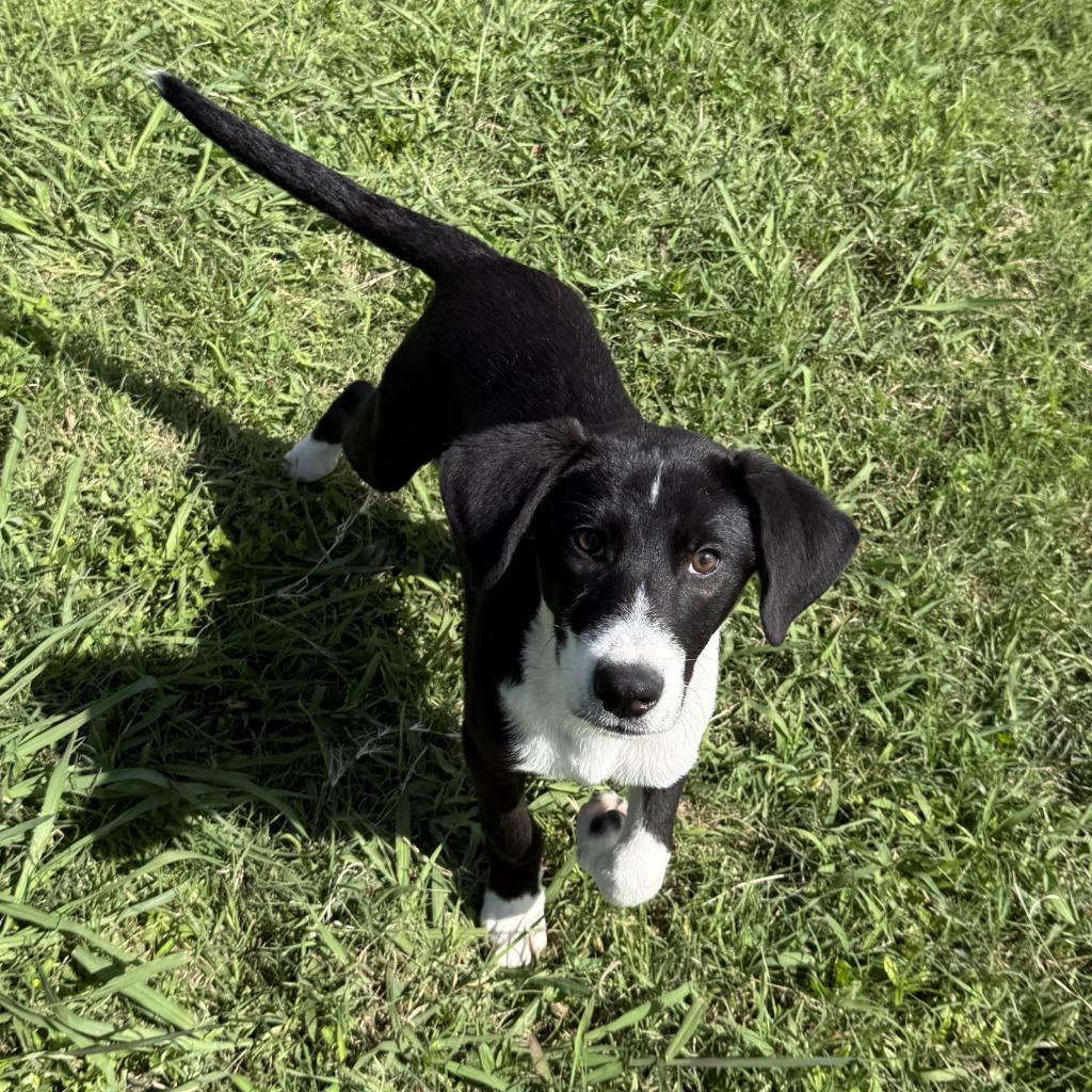 Mister, a Adoptable mixed breed in Brenham, TX image 3/6