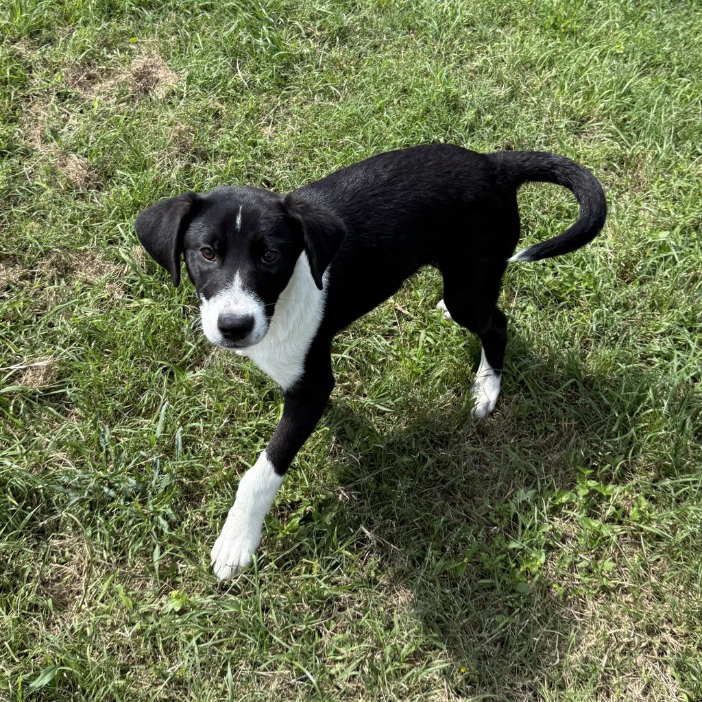 Mister, a Adoptable mixed breed in Brenham, TX image 4/6