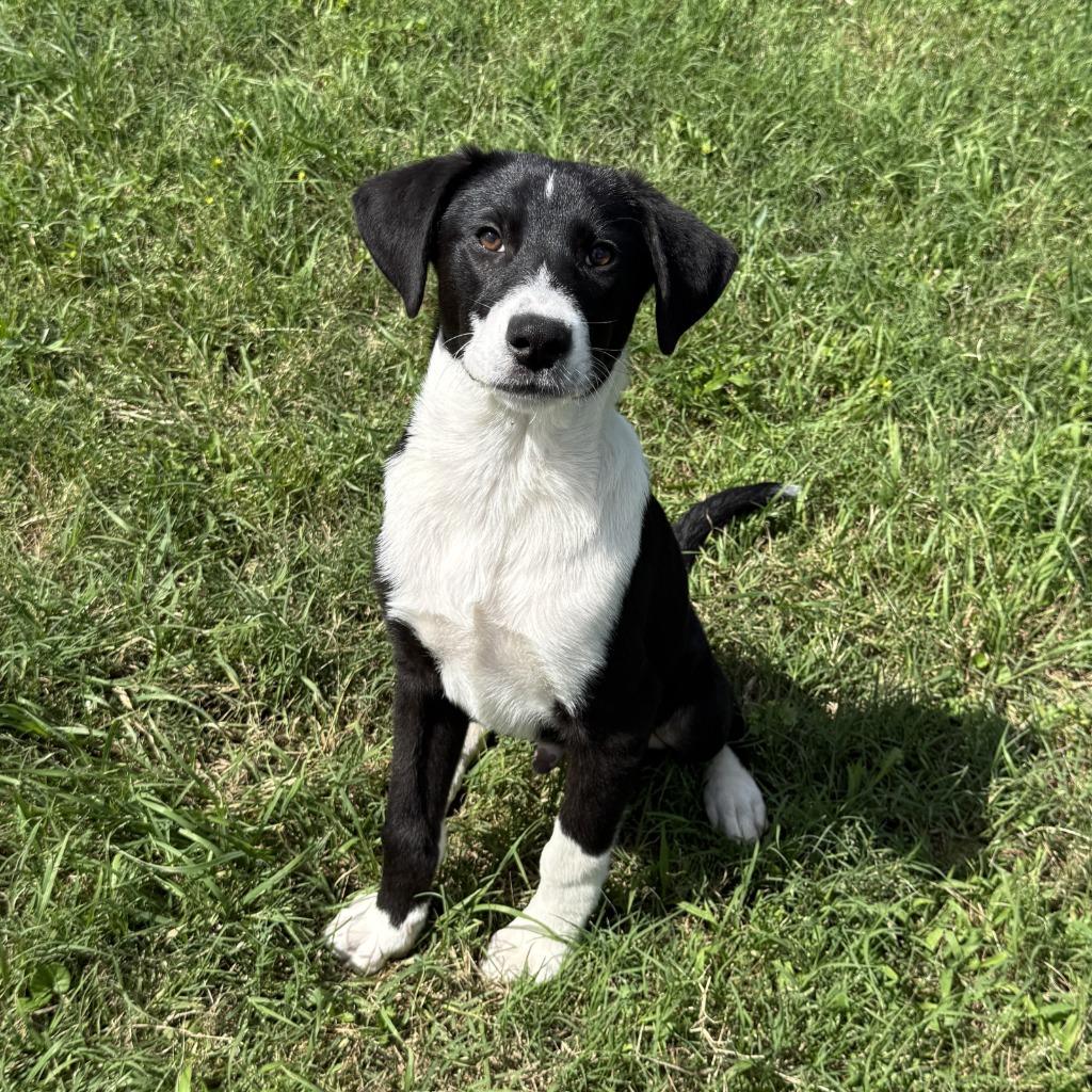 Mister, a Adoptable mixed breed in Brenham, TX image 5/6