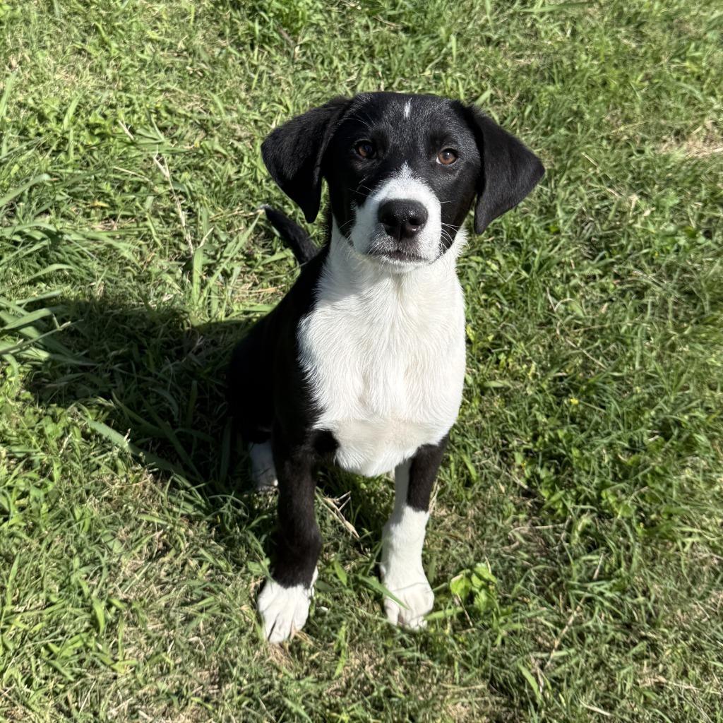Mister, a Adoptable mixed breed in Brenham, TX image 6/6