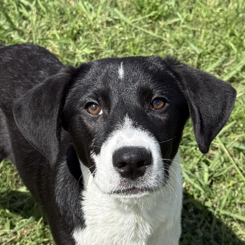 Mister, a Adoptable mixed breed in Brenham, TX image 1/6