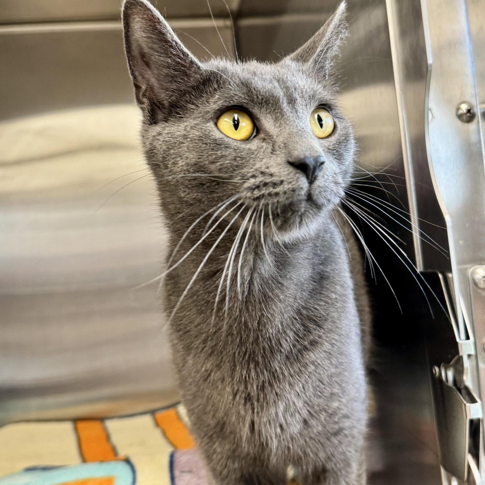 Enlarge Henri, a Adoptable Domestic Short Hair in Winchendon, MA image 1/1