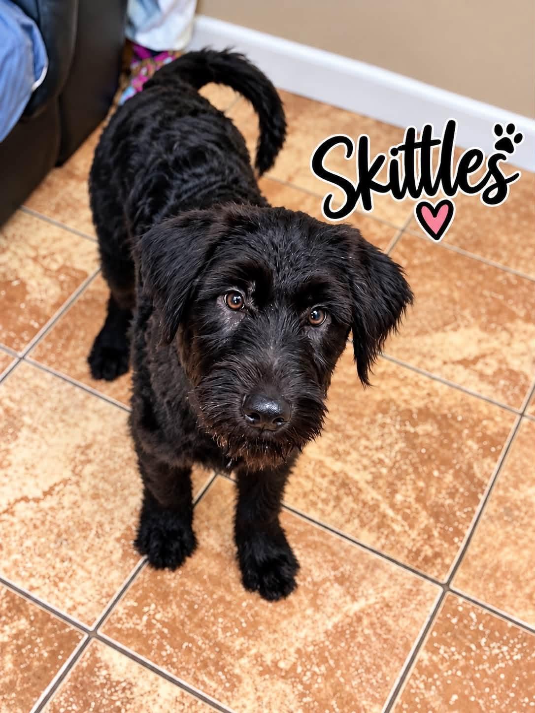 Enlarge Skittles, a Adopted mixed breed in Rock Hill, NY image 1/1