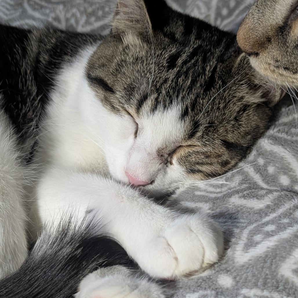 Drowsy, a Adoptable Domestic Short Hair in Greenwood, MO image 1/4