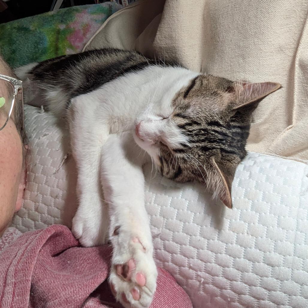 Drowsy, a Adoptable Domestic Short Hair in Greenwood, MO image 2/4