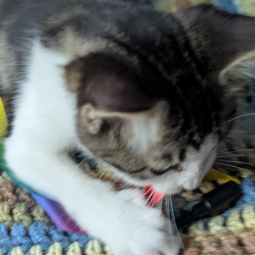 Drowsy, a Adoptable Domestic Short Hair in Greenwood, MO image 3/4