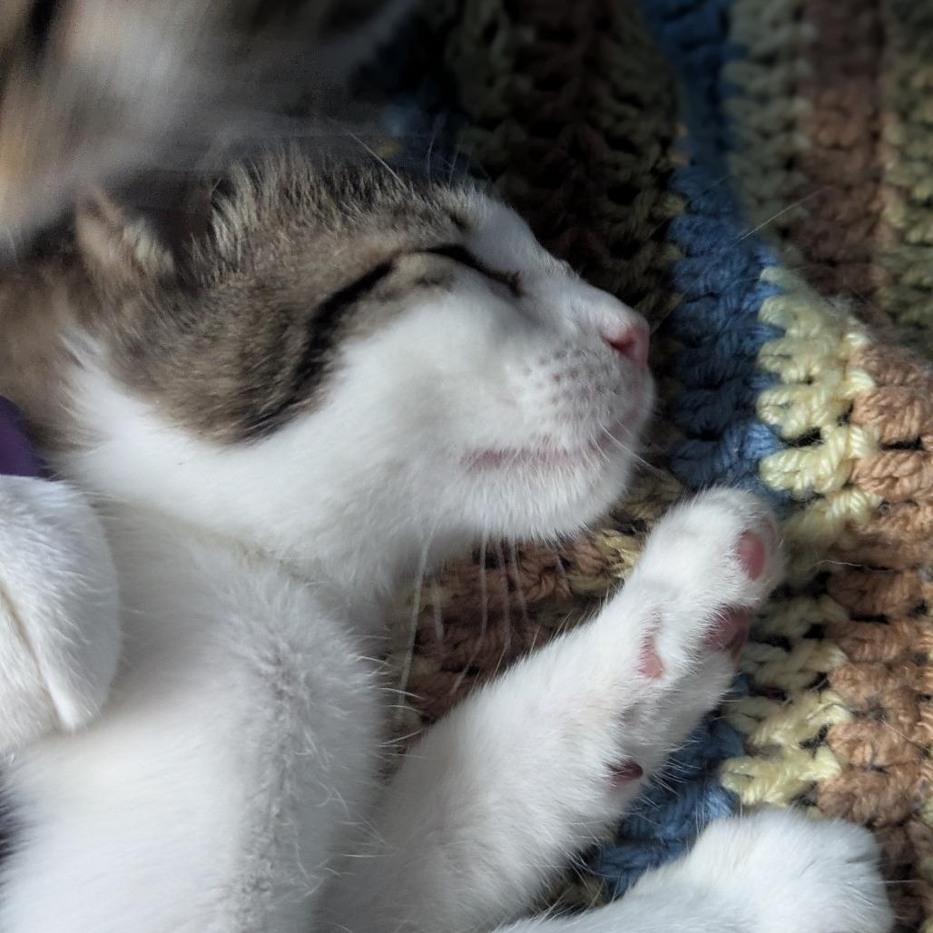 Drowsy, a Adoptable Domestic Short Hair in Greenwood, MO image 4/4