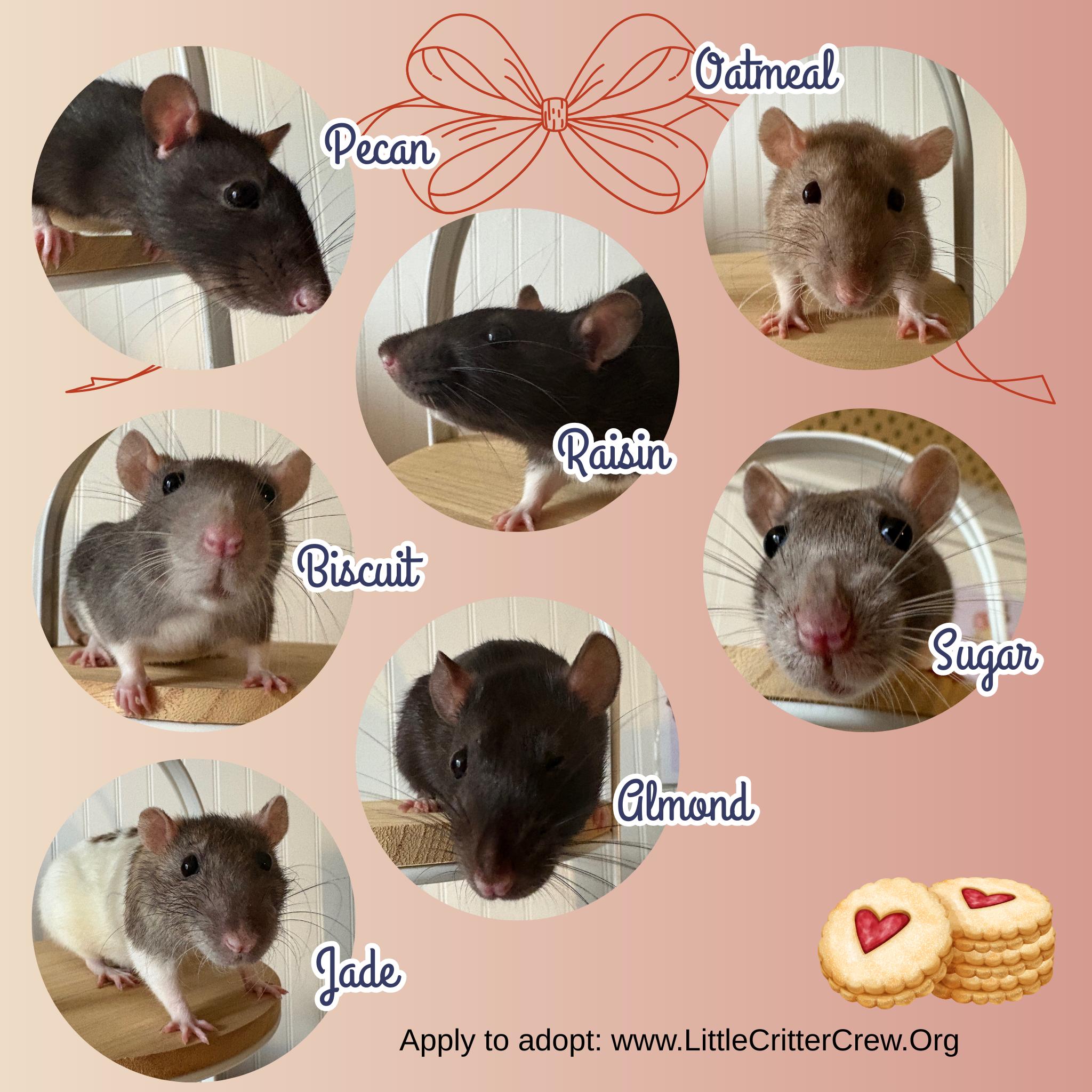 Jade, Sugar, Oatmeal, Almond, Raisin, Pecan & Biscuit