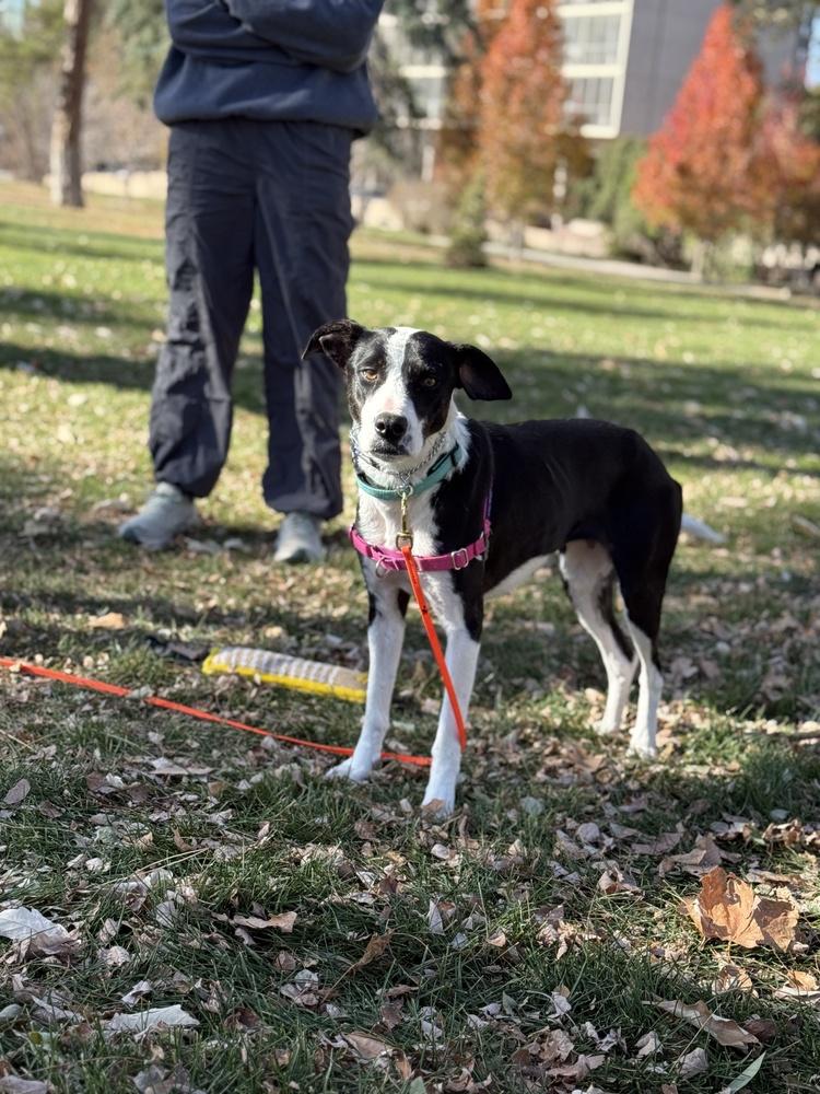 Socks, a Adoptable mixed breed in Denver, CO image 1/6