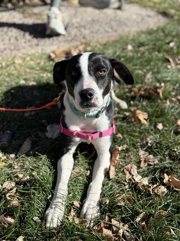 Socks, a Adoptable mixed breed in Denver, CO image 2/6