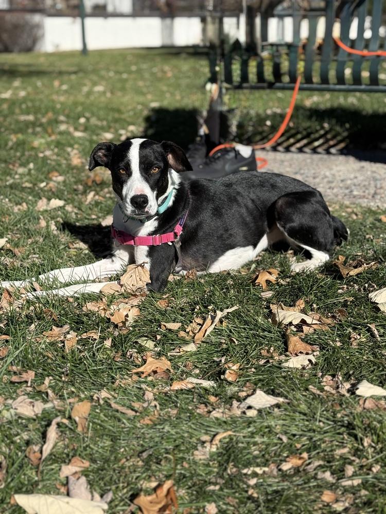 Socks, a Adoptable mixed breed in Denver, CO image 3/6