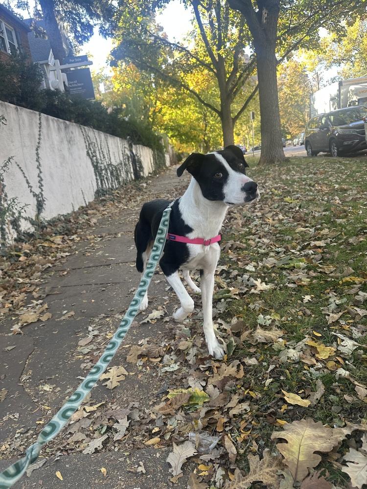 Socks, a Adoptable mixed breed in Denver, CO image 4/6