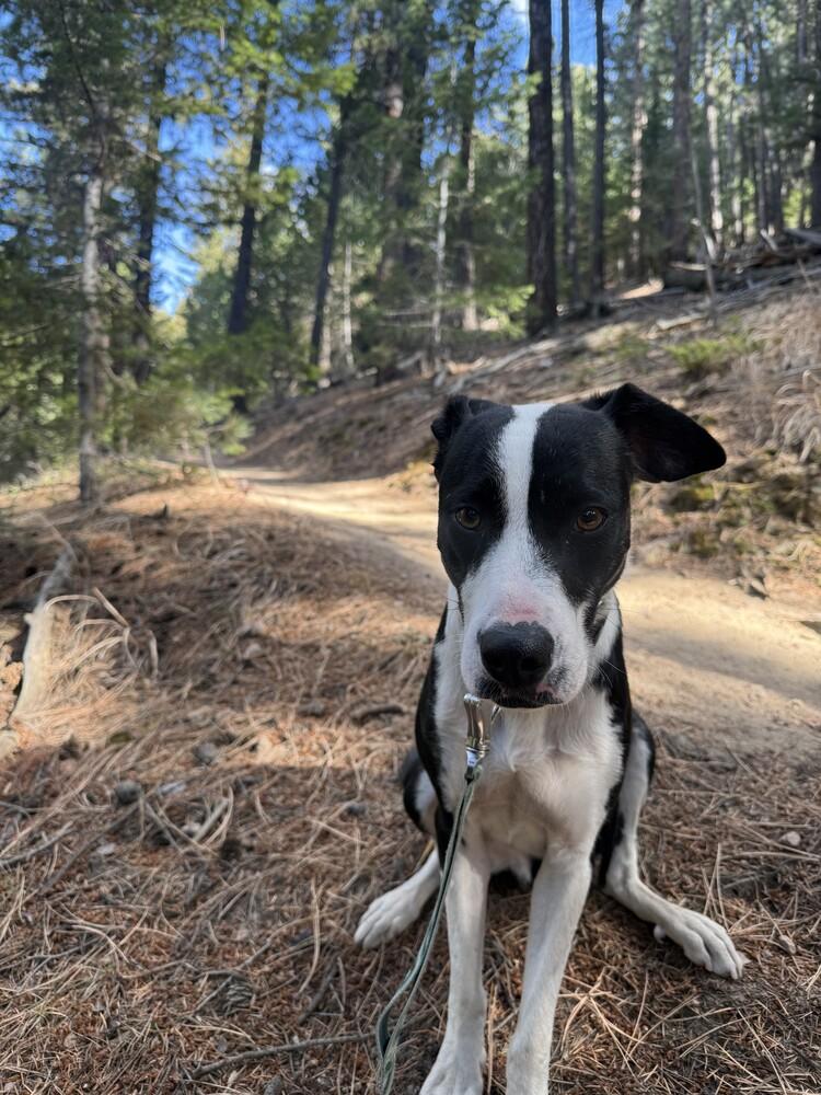 Socks, a Adoptable mixed breed in Denver, CO image 6/6