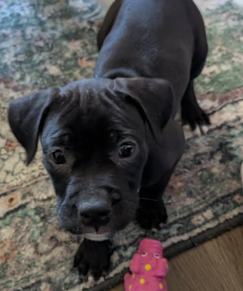 Enlarge Louise, a ADOPTABLE mixed breed in Wichita Falls, TX image 2/3