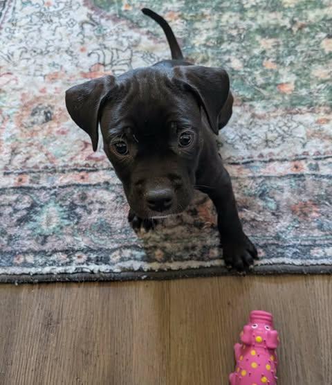 Enlarge Louise, a ADOPTABLE mixed breed in Wichita Falls, TX image 3/3