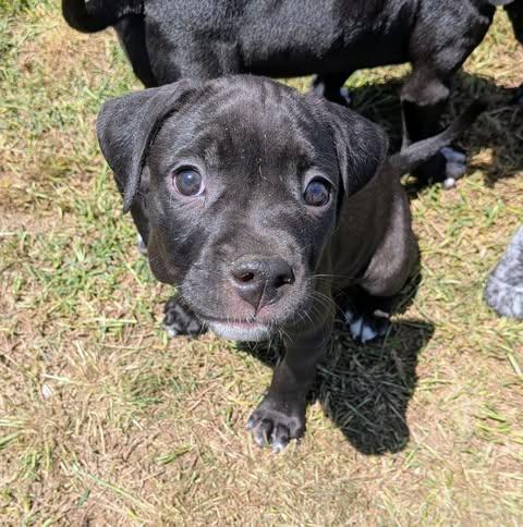 Louise, ADOPTABLE, Puppy Female Pit Bull Terrier.