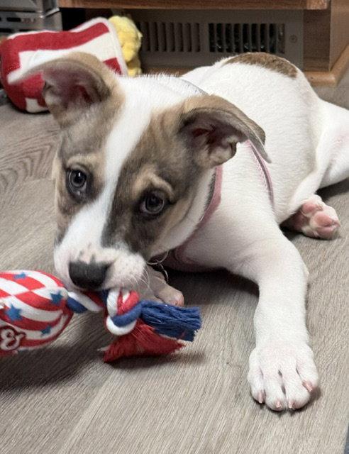 Enlarge **BROOKS**, a Adoptable mixed breed in North Prairie, WI image 1/3