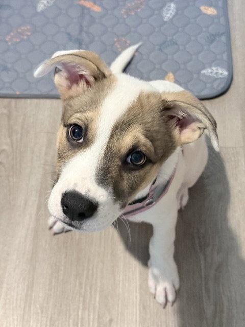 Enlarge **BROOKS**, a Adoptable mixed breed in North Prairie, WI image 2/3