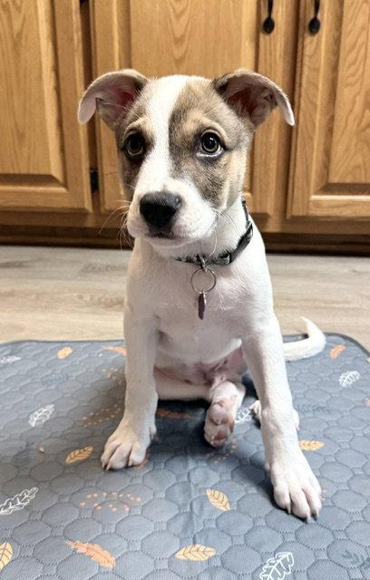 Enlarge **BROOKS**, a Adoptable mixed breed in North Prairie, WI image 3/3