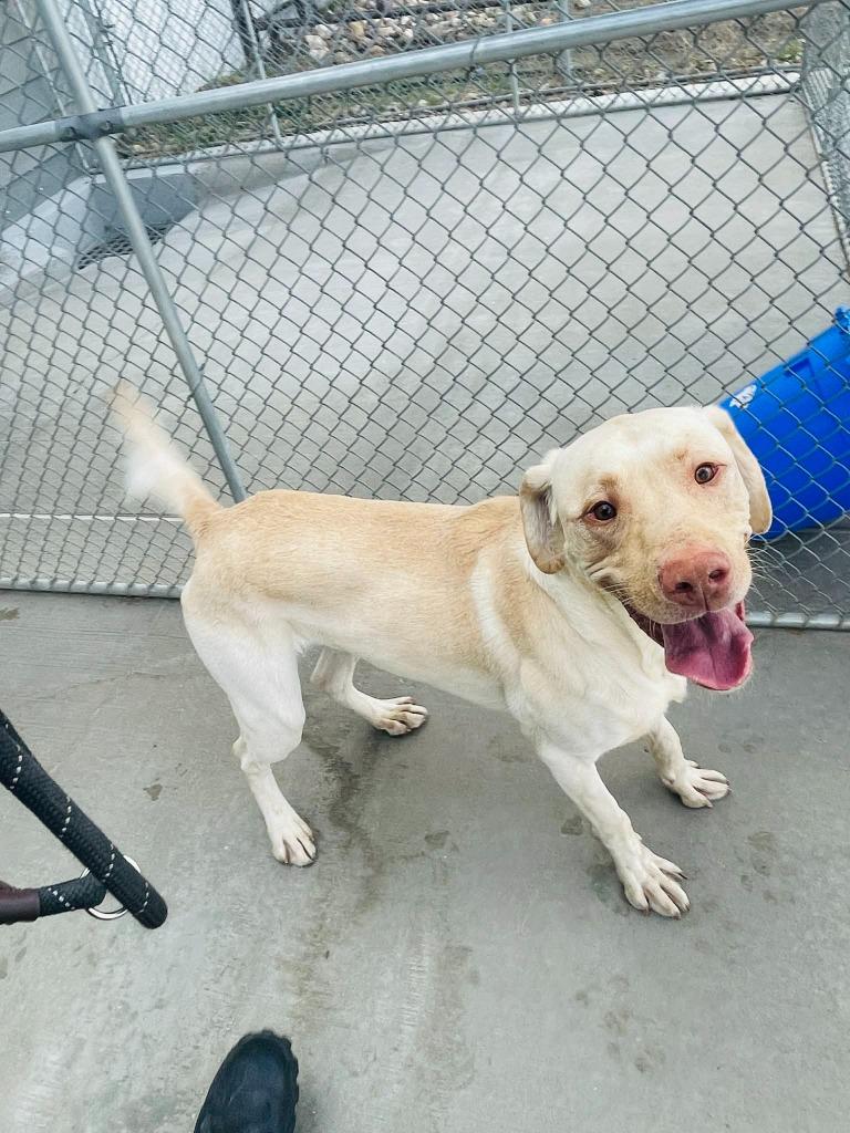Moose, a Adoptable Labrador Retriever in Green River, WY image 1/6