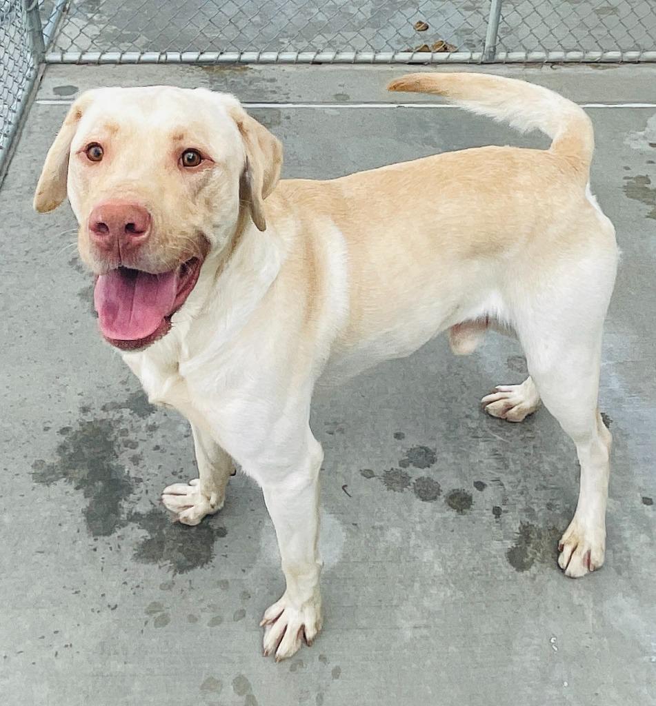 Moose, a Adoptable Labrador Retriever in Green River, WY image 2/6