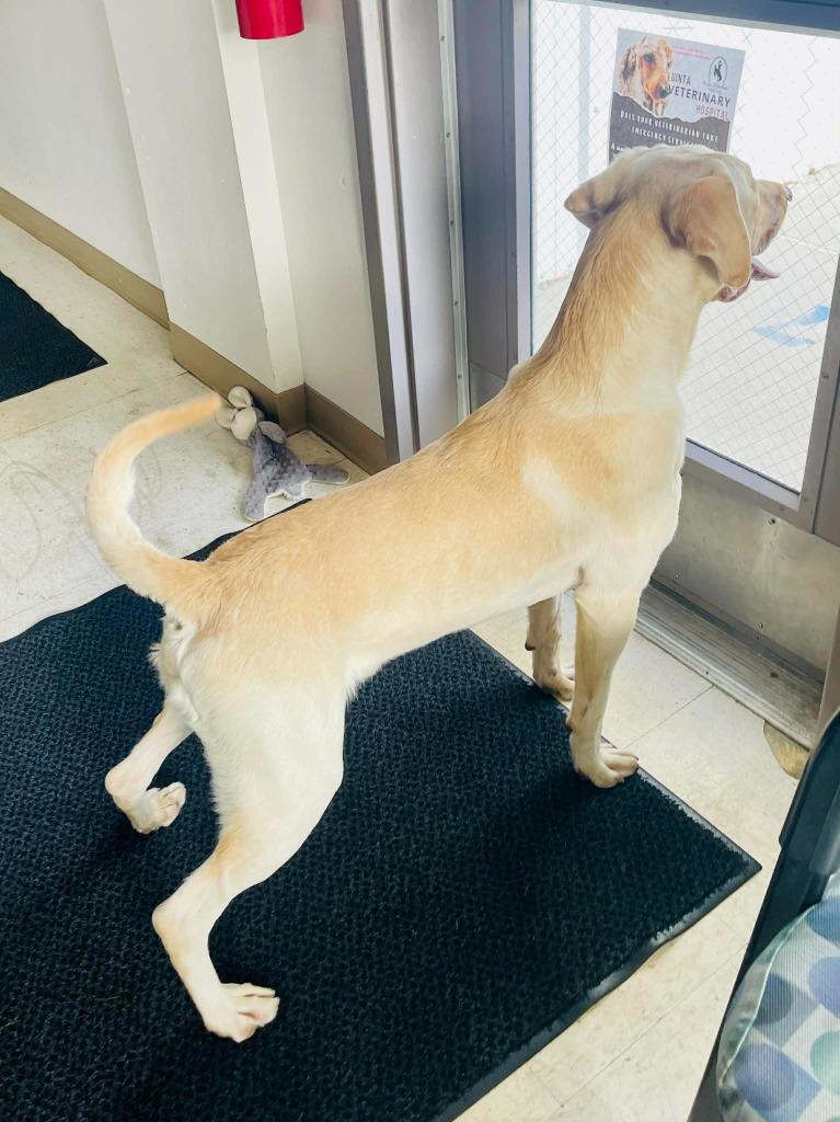 Moose, a Adoptable Labrador Retriever in Green River, WY image 3/6