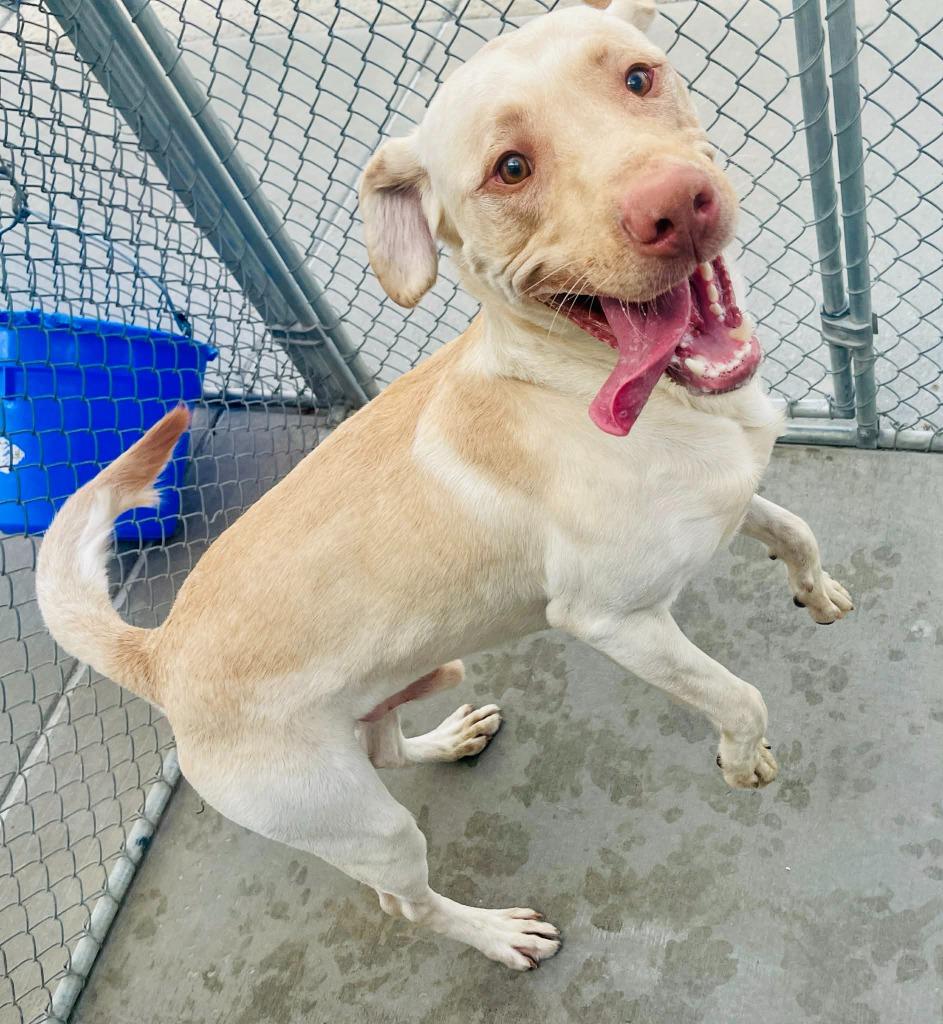 Moose, a Adoptable Labrador Retriever in Green River, WY image 4/6