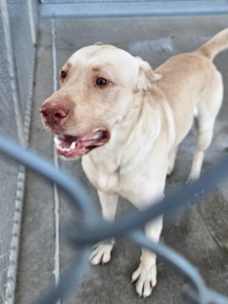Moose, a Adoptable Labrador Retriever in Green River, WY image 6/6