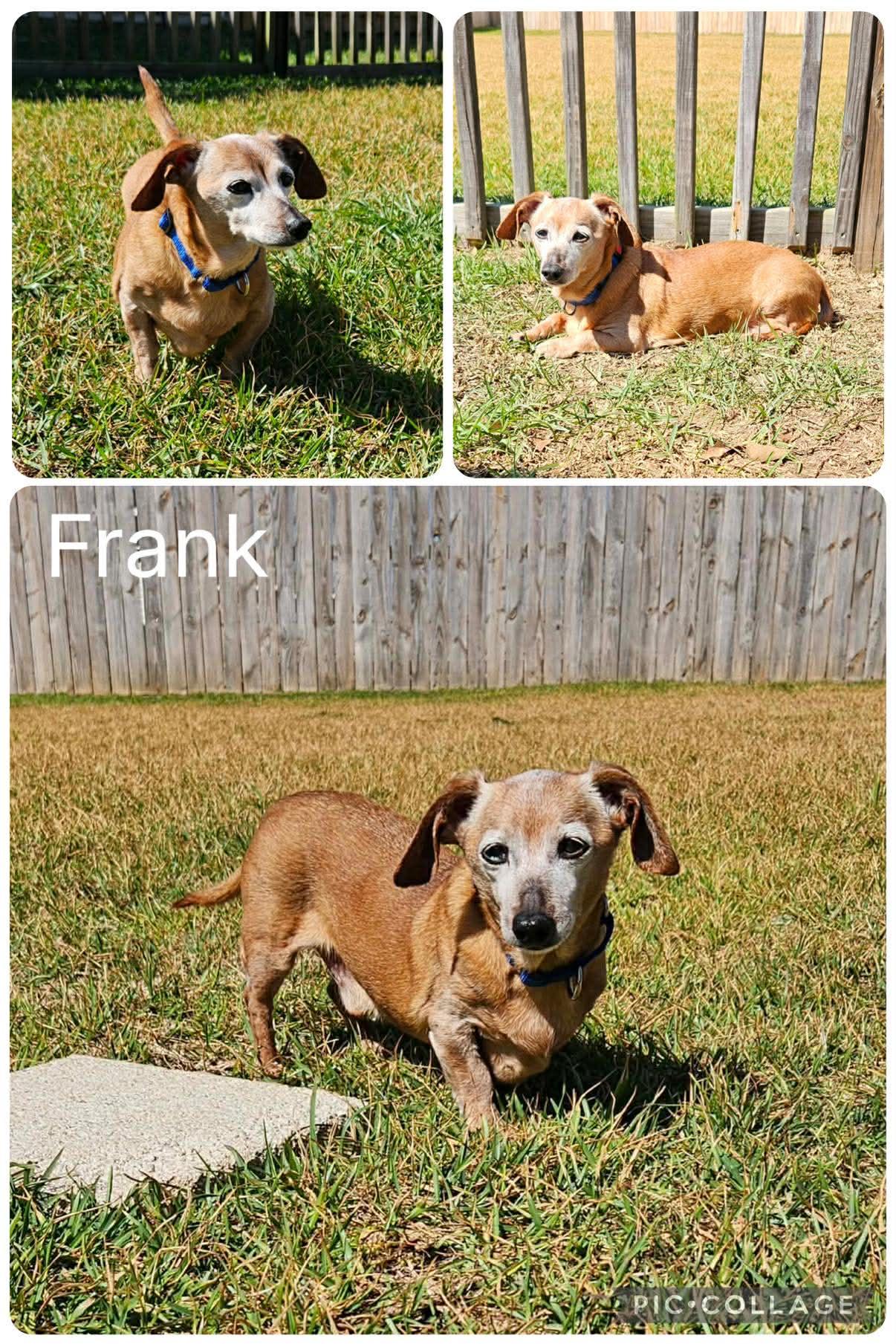 Enlarge Frank, an adopted Dachshund in Enterprise, AL image 1/1
