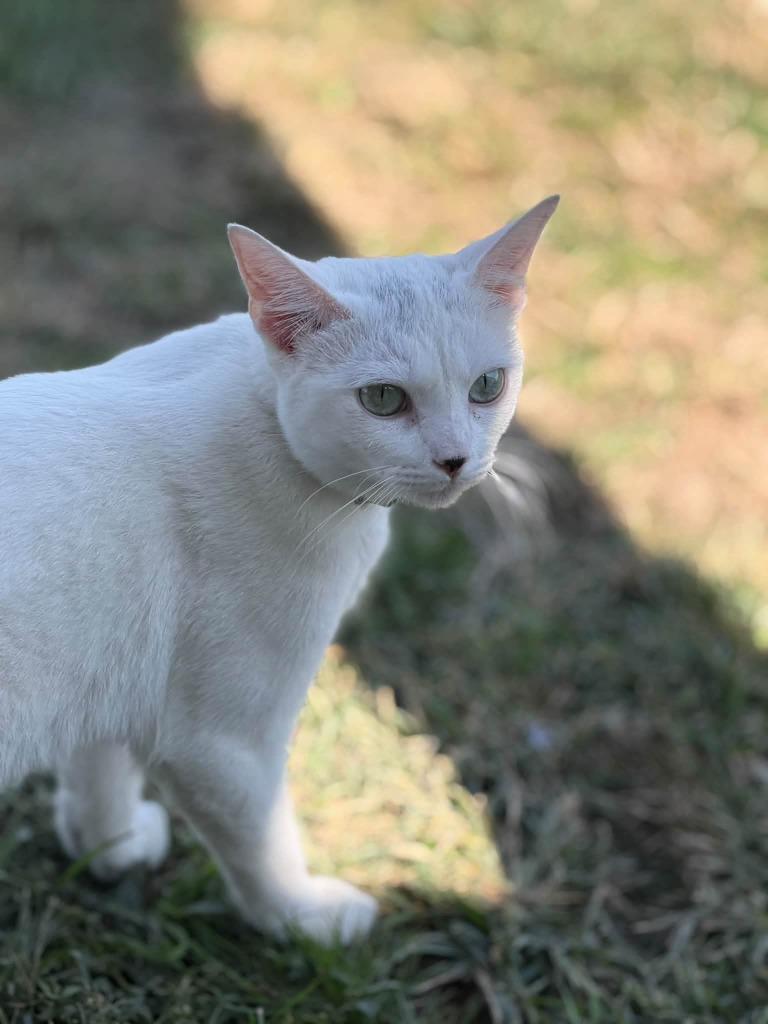 Celebrating Over 20 Years of Pet Adoption | Petfinder