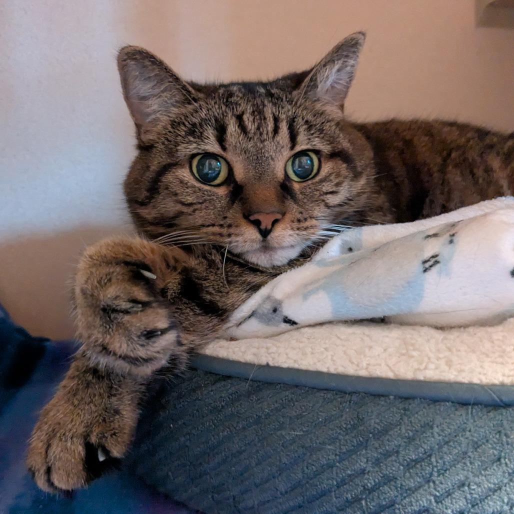 Enlarge Gracie, a Adoptable Domestic Short Hair in Providence, RI image 2/6