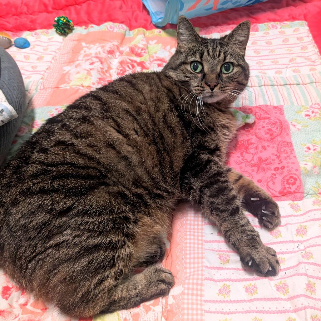 Enlarge Gracie, a Adoptable Domestic Short Hair in Providence, RI image 4/6