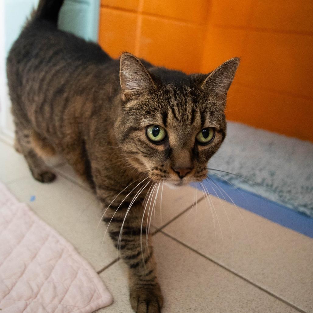 Enlarge Gracie, a Adoptable Domestic Short Hair in Providence, RI image 5/6