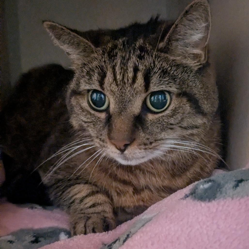 Enlarge Gracie, a Adoptable Domestic Short Hair in Providence, RI image 6/6