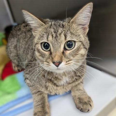 Marrietta- 51242, ADOPTABLE, Young Female Domestic Short Hair.