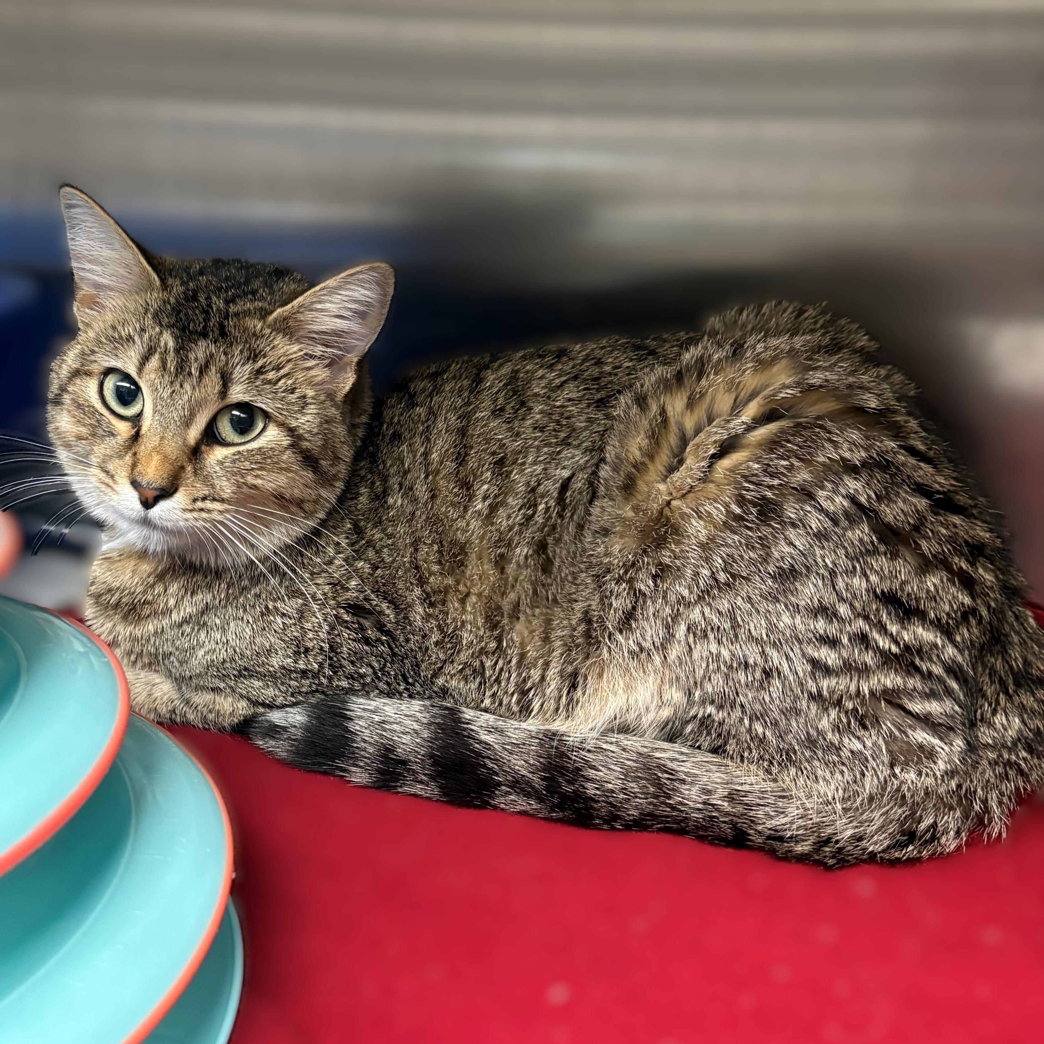 Enlarge Marrietta- 51242, a ADOPTABLE Domestic Short Hair in Columbia, MD image 4/5