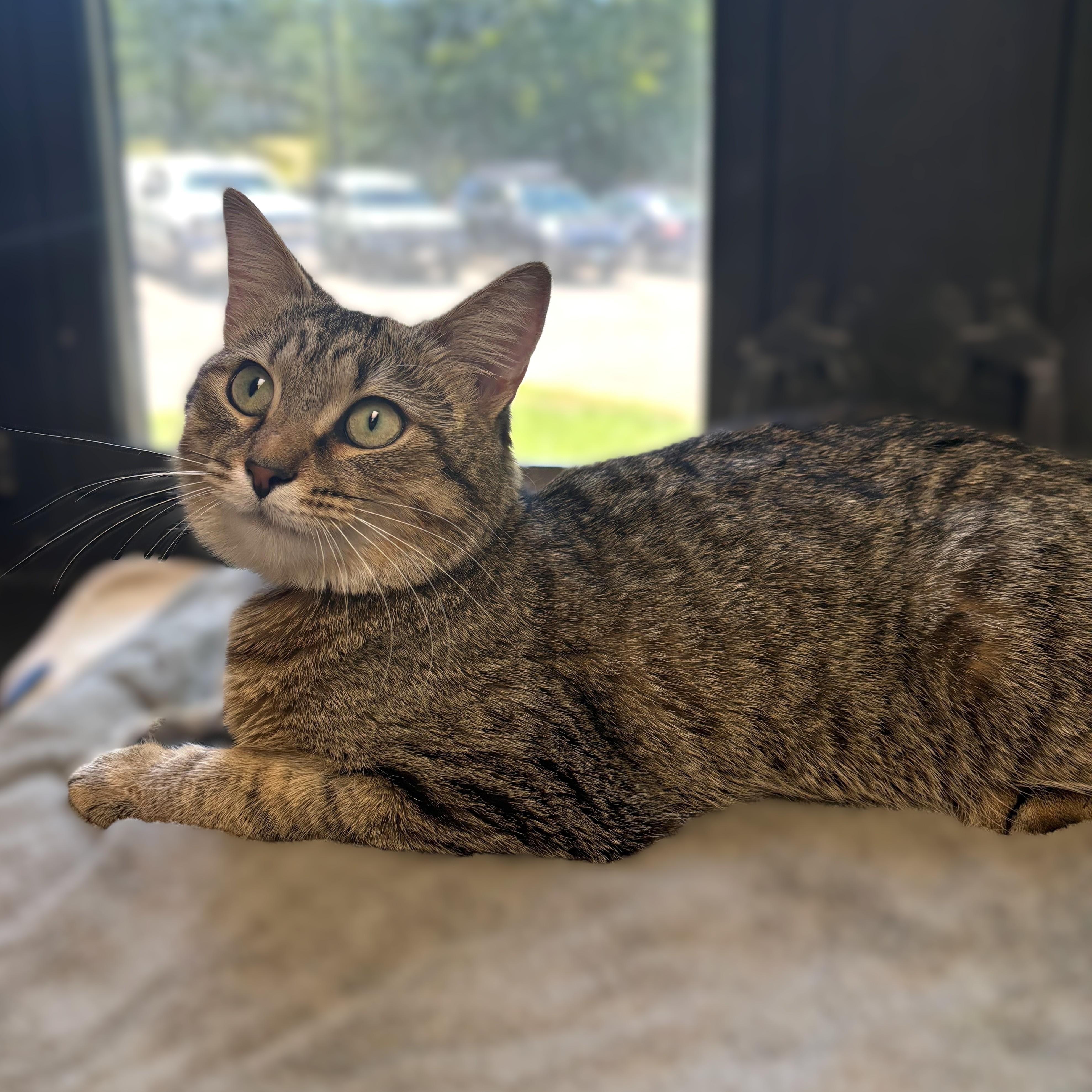 Enlarge Marrietta- 51242, a ADOPTABLE Domestic Short Hair in Columbia, MD image 3/5