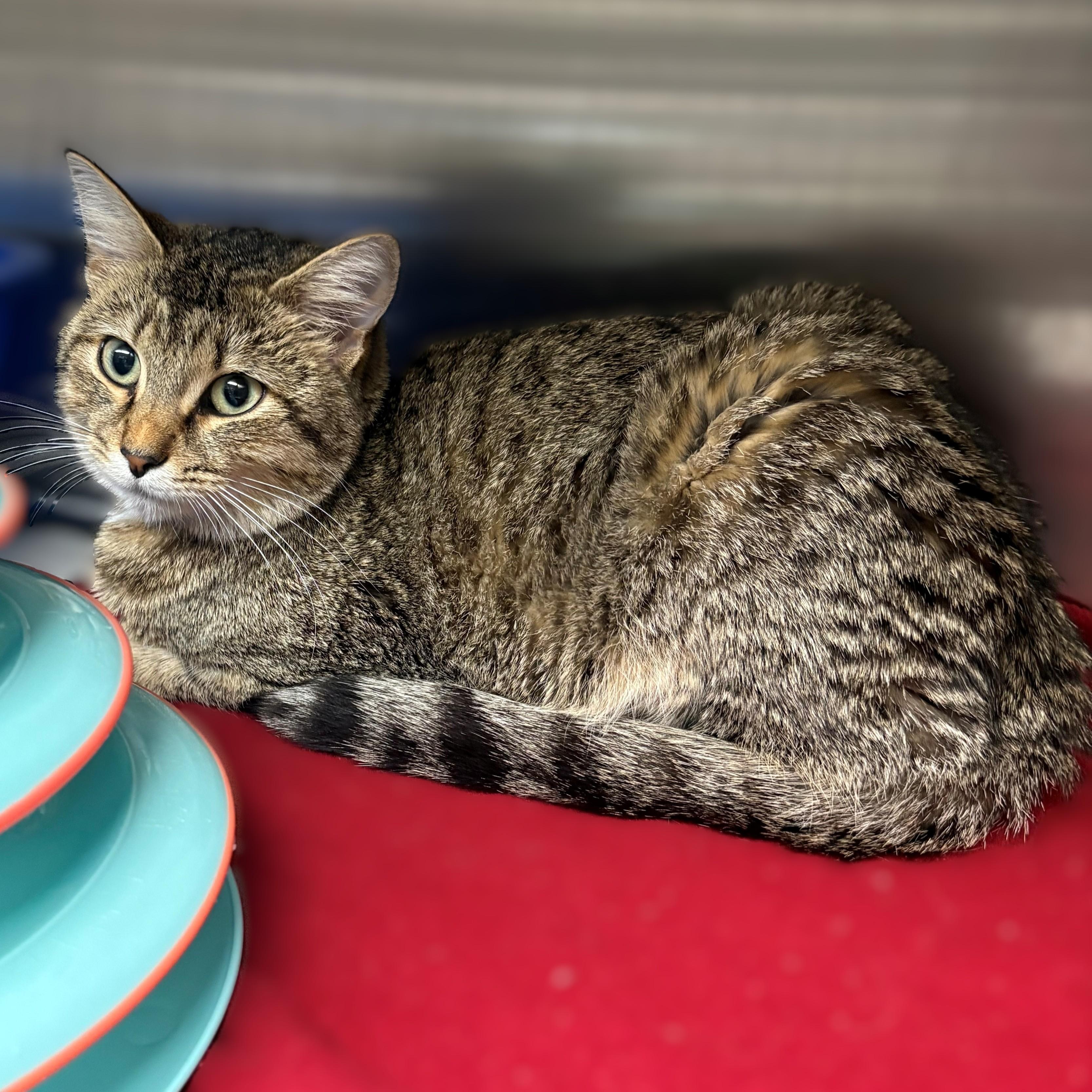 Enlarge Marrietta- 51242, a ADOPTABLE Domestic Short Hair in Columbia, MD image 5/5