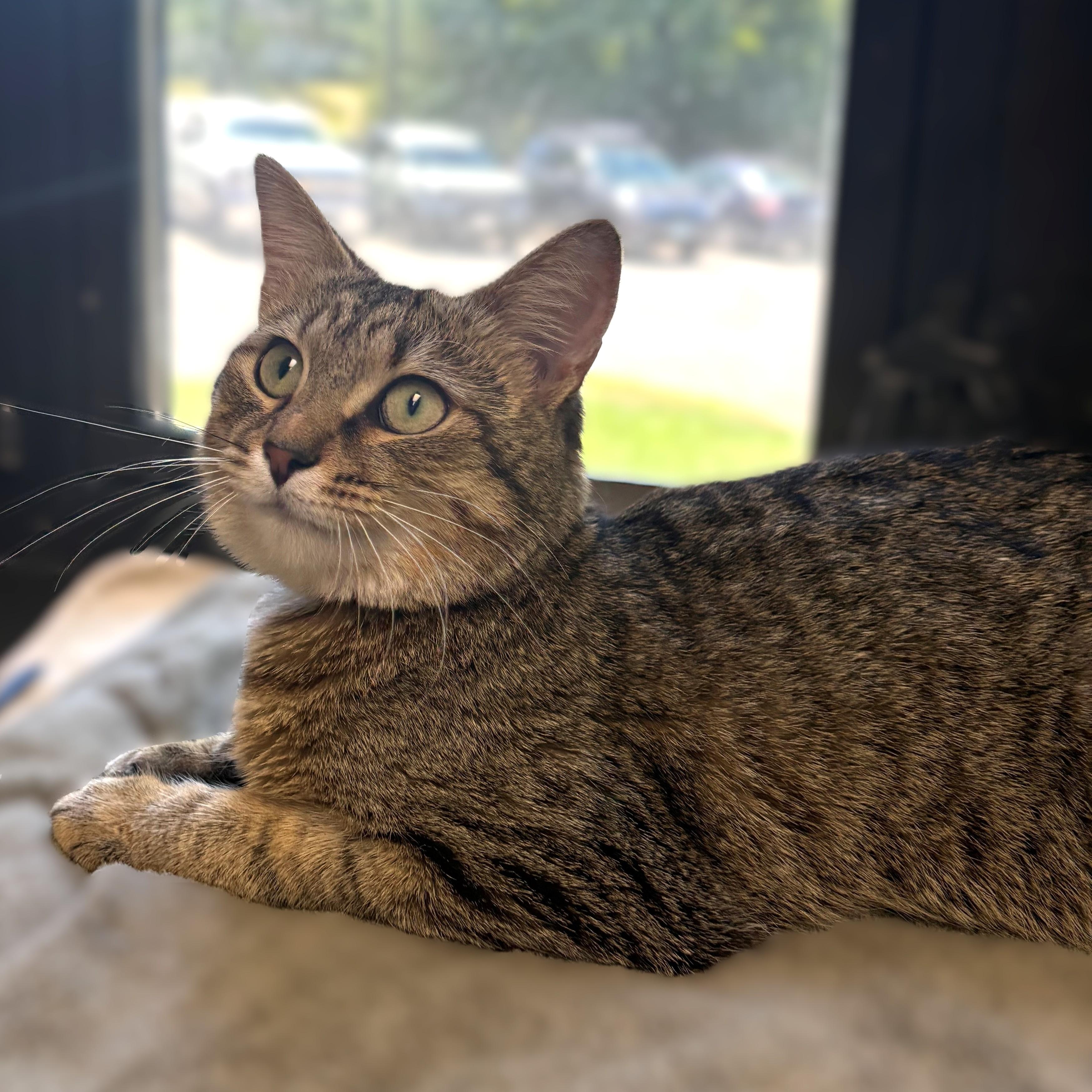 Enlarge Marrietta- 51242, a ADOPTABLE Domestic Short Hair in Columbia, MD image 1/5