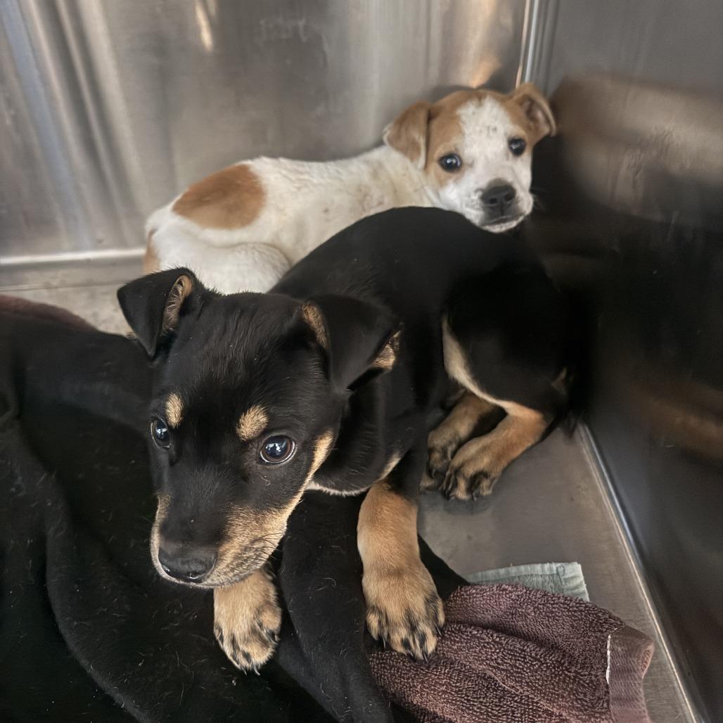 Velveteen — thumbnail 2