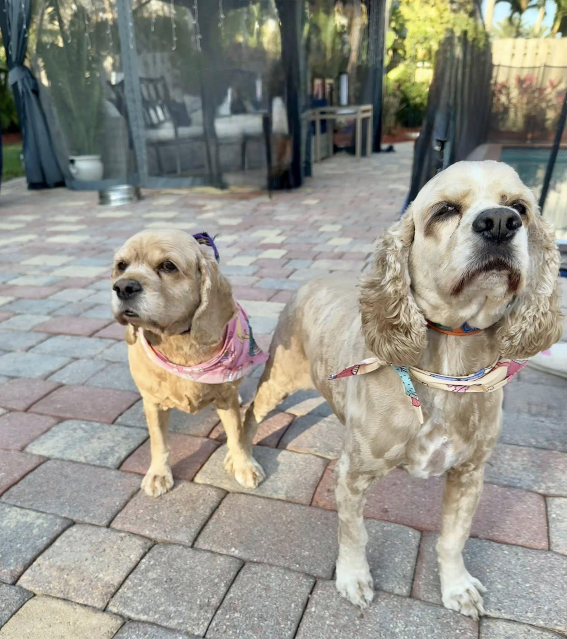 Leyla & Dexter, Adoptable, Senior Female Cocker Spaniel.